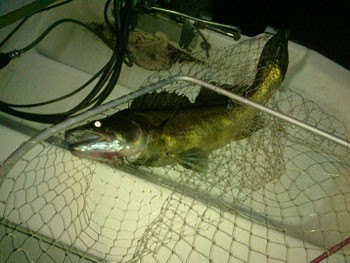 Nässyn kuha 5kg+ heinäkuu 2011